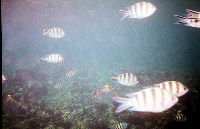 Seychellen Unterwasser-011.jpg